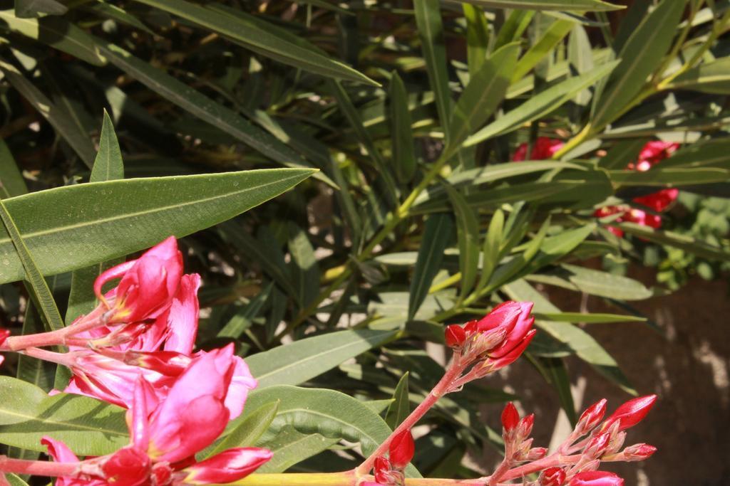 גרנדילה דה אבונה Casa Rural Anton Piche With Pool-Adults Only מראה חיצוני תמונה